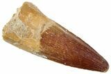 Fossil Spinosaurus Tooth - Real Dinosaur Tooth #239284-1